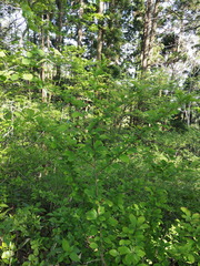 Berberis amurensis