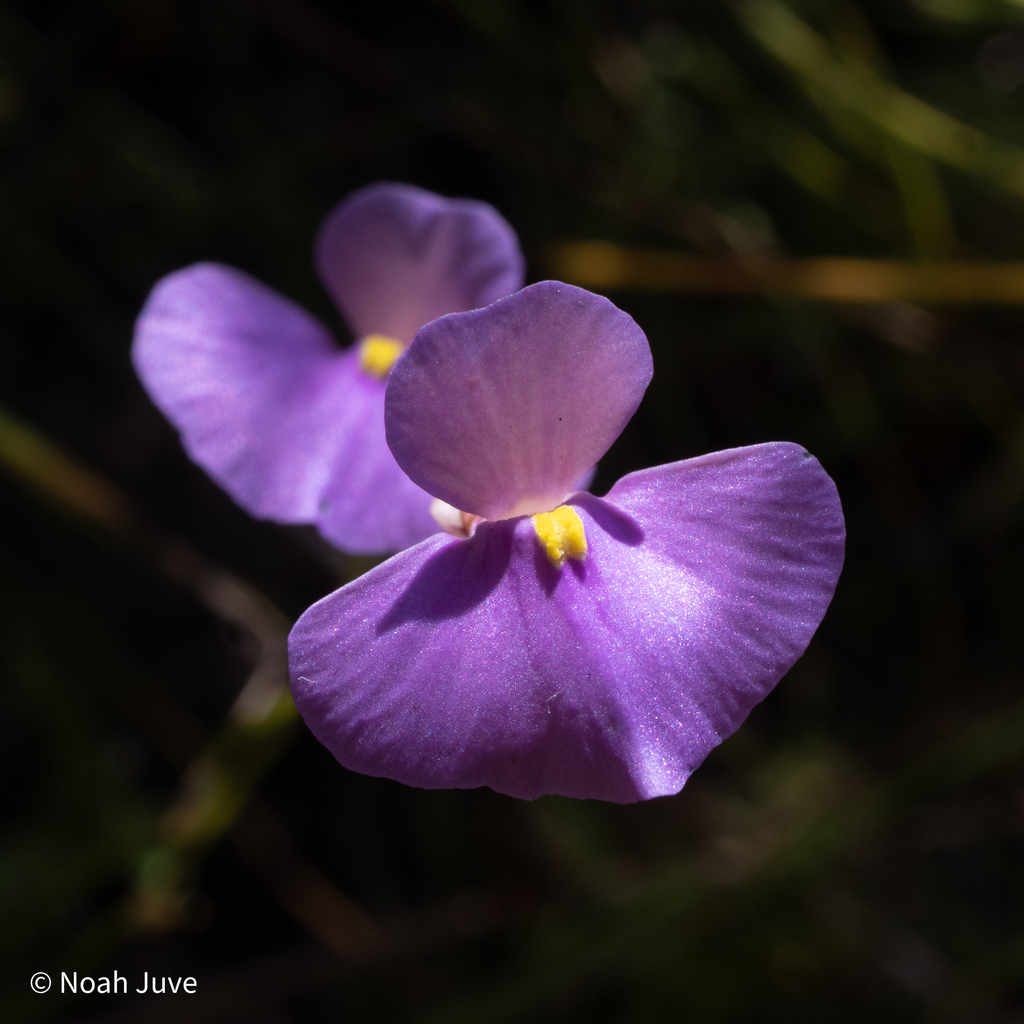 Utricularia lasiocaulis F.Muell.