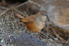 Barred Wren-Warbler photo 2