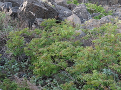Sorbus sambucifolia pseudogracilis