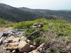 Juniperus chinensis sargentii