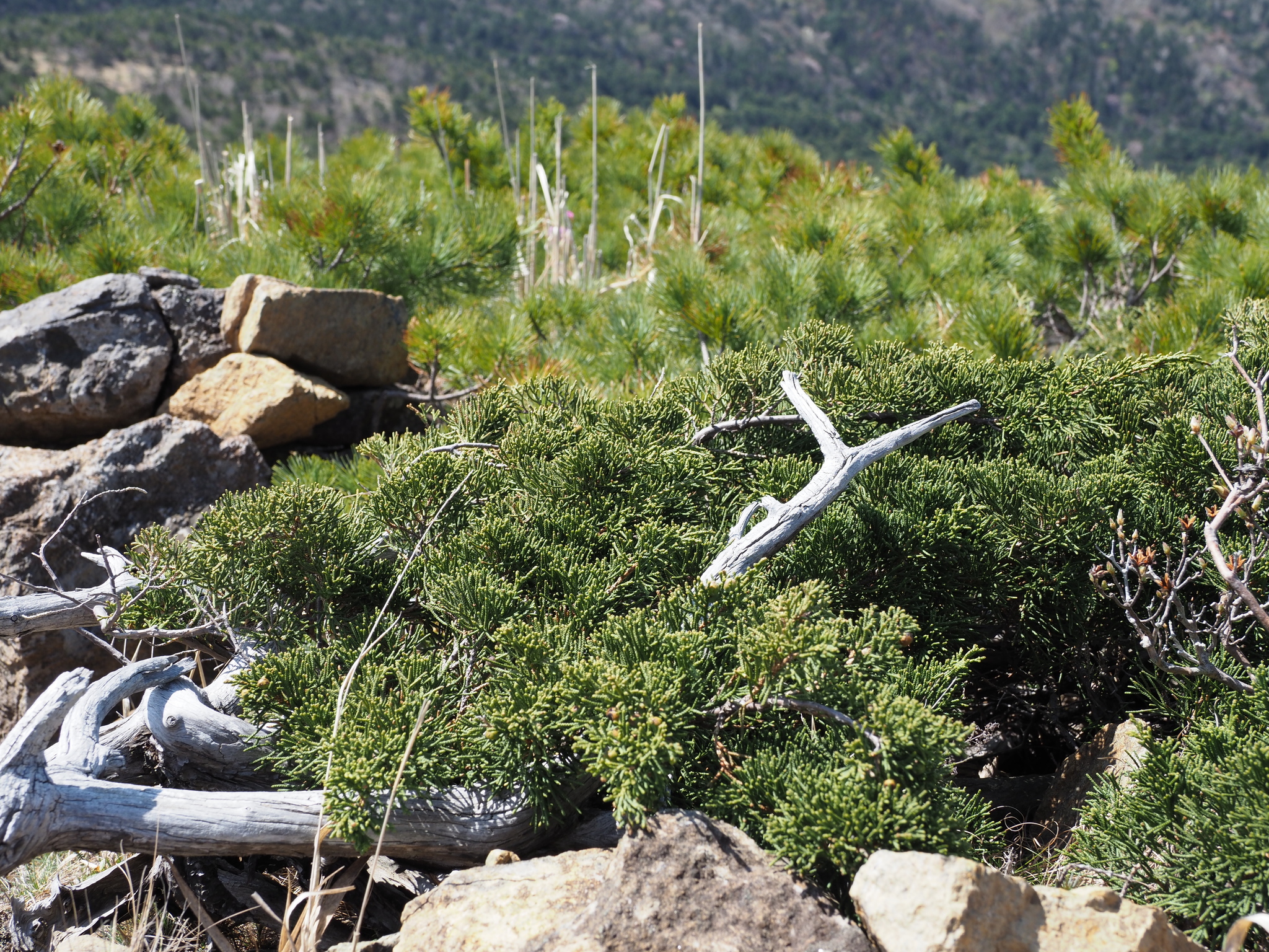 Juniperus chinensis var. sargentii