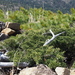 Sargent's Juniper - Photo (c) Keita Watanabe, some rights reserved (CC BY-NC), uploaded by Keita Watanabe
