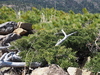 Sargent's Juniper - Photo (c) Keita Watanabe, some rights reserved (CC BY-NC), uploaded by Keita Watanabe