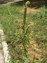 Rumex patientia orientalis