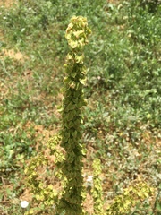 Rumex patientia orientalis