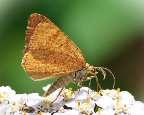 Rusty Speranza Moth