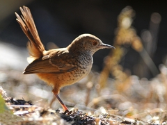 Barred Wren-Warbler photo 1