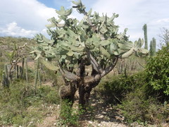 Consolea moniliformis