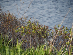Myrica gale tomentosa