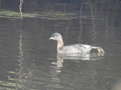 Poliocephalus rufopectus