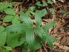 Polygonatum falcatum