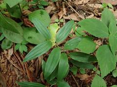 Polygonatum falcatum