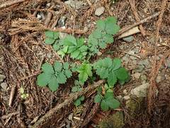 Agrimonia pilosa japonica