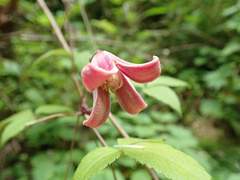 Clematis japonica