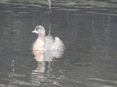 Poliocephalus rufopectus