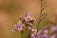 Limonium algarvense