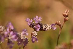 Limonium algarvense