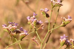 Limonium algarvense