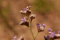 Limonium algarvense