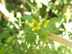 Ranunculus cantoniensis