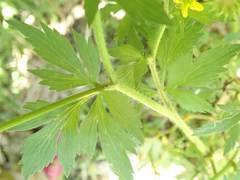 Ranunculus cantoniensis