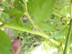 Ranunculus cantoniensis