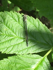 Coenagrion