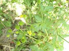 Ranunculus cantoniensis