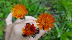 Pilosella aurantiaca