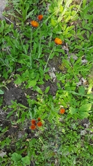Pilosella aurantiaca