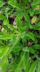 Pilosella aurantiaca