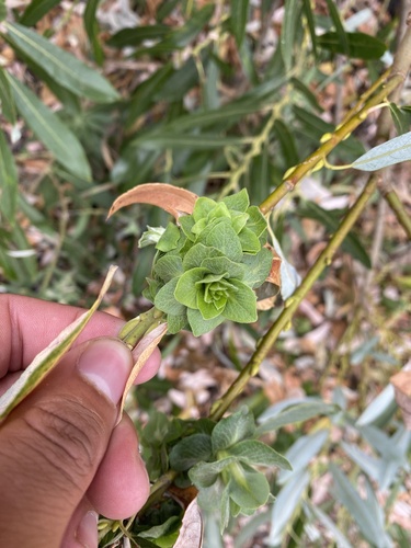 iNaturalist observation photo of Willow Rosette Gall Midge
