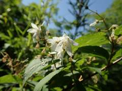 Deutzia