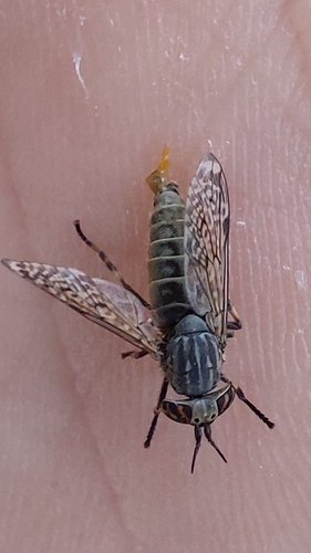 Notch-horned Cleg, 7218 PA Almen, Nederland, photo 9 of 10