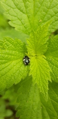 Tritomegas sexmaculatus