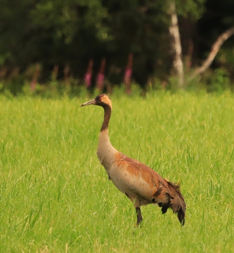 Common Crane