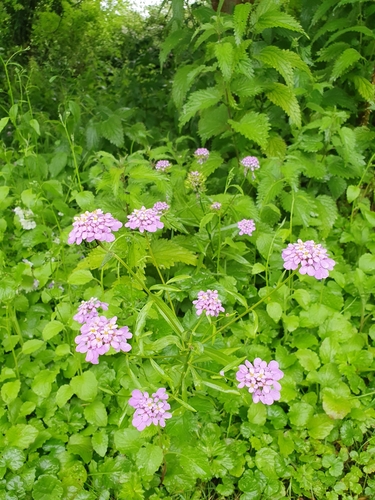 Image of Iberis umbellata by no rights reserved