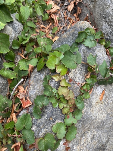 iNaturalist observation photo of Japanese creeper