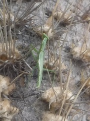 Callimantis antillarum