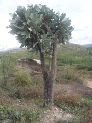 Consolea moniliformis