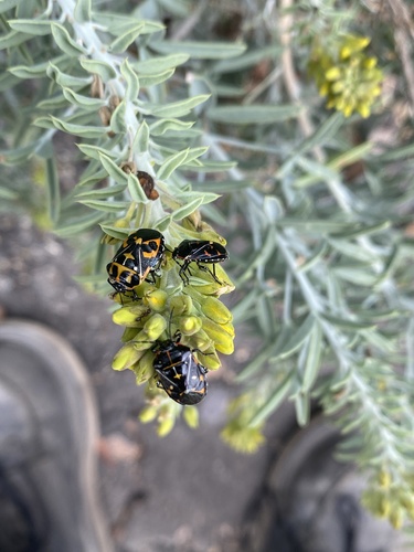 iNaturalist observation photo of Harlequin Bug