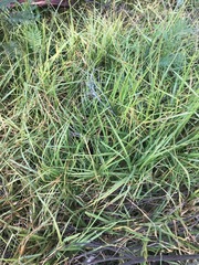 Cenchrus clandestinus