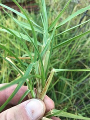 Cenchrus clandestinus