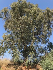 Eucalyptus camaldulensis