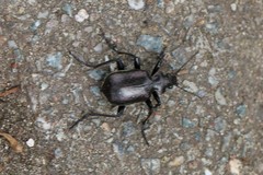 Calosoma inquisitor