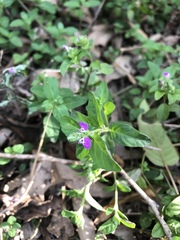 Rostellularia obtusa