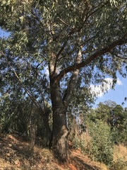 Eucalyptus camaldulensis