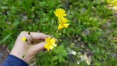 Lapsana communis