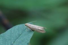 Pseudatemelia josephinae